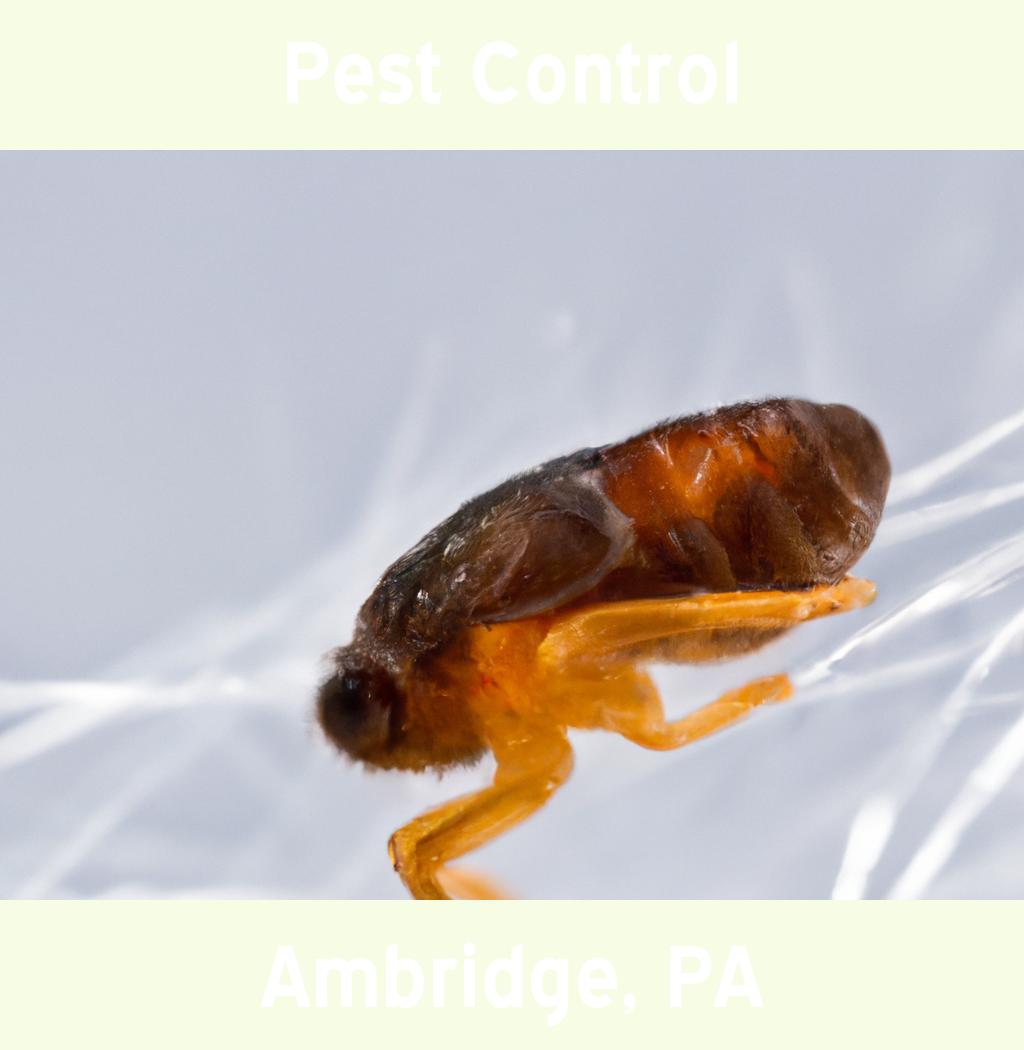 pest control in Ambridge Pennsylvania