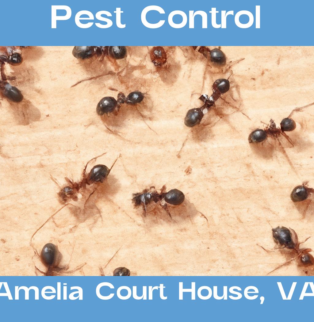 pest control in Amelia Court House Virginia