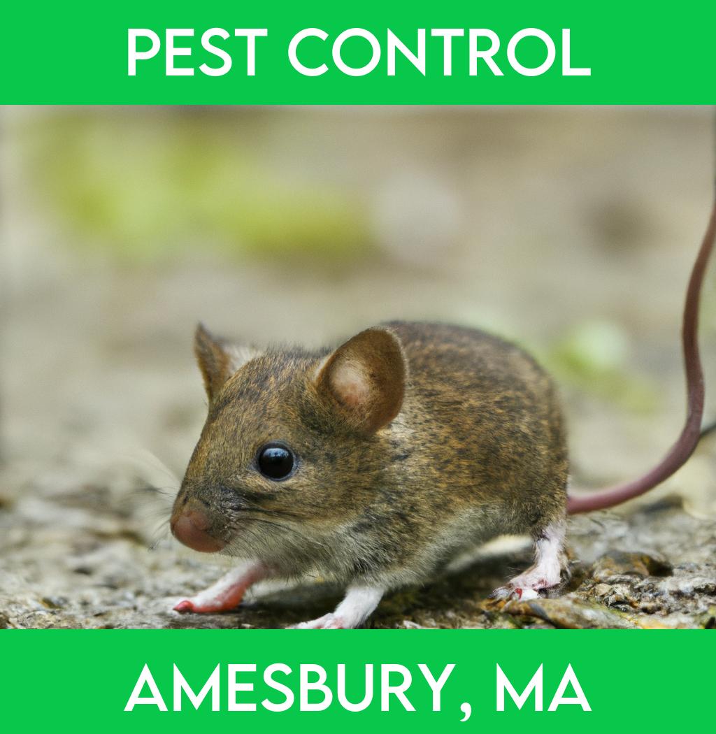 pest control in Amesbury Massachusetts