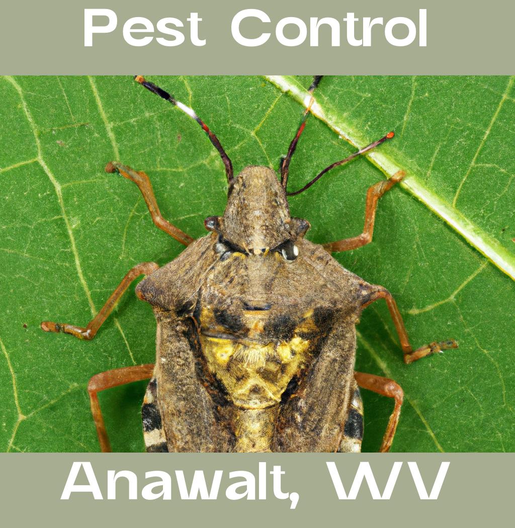 pest control in Anawalt West Virginia