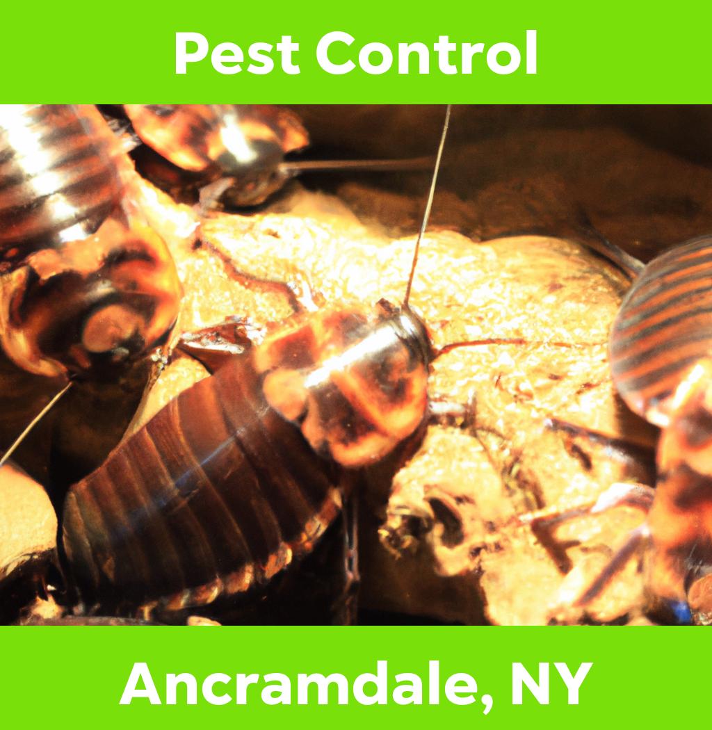 pest control in Ancramdale New York