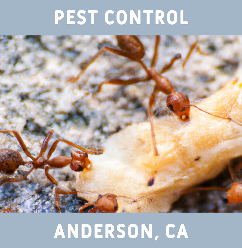 pest control in Anderson California