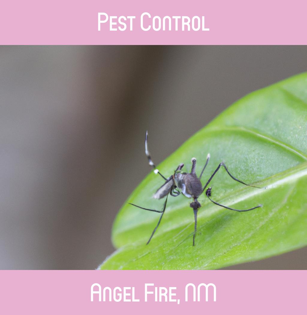 pest control in Angel Fire New Mexico