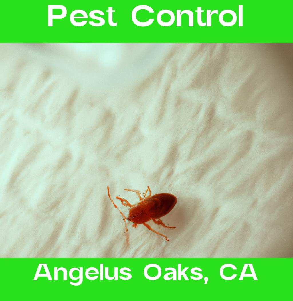 pest control in Angelus Oaks California