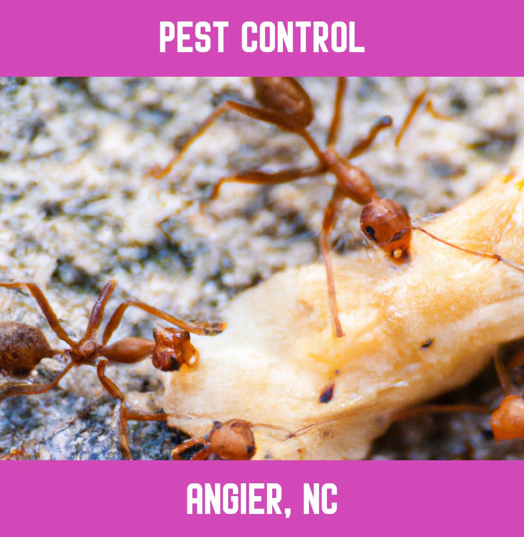 pest control in Angier North Carolina