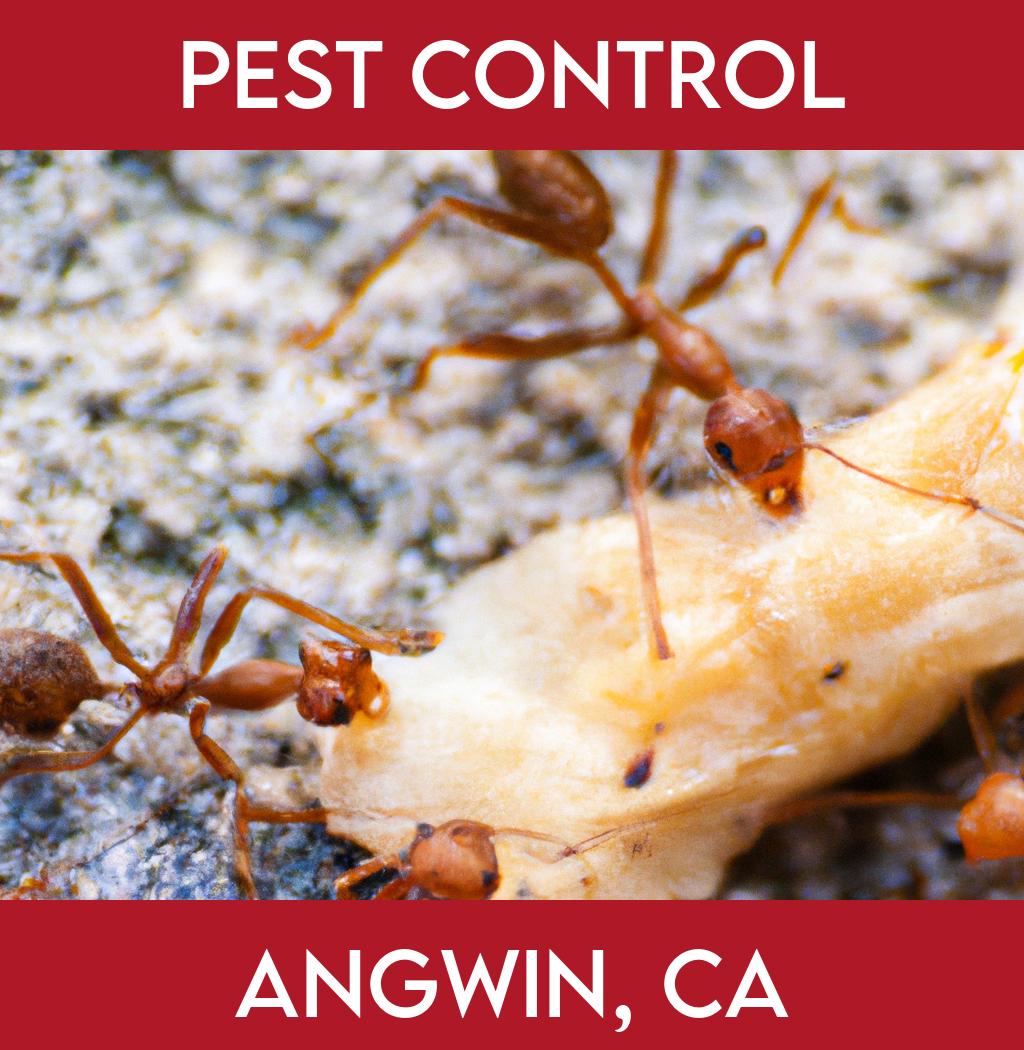 pest control in Angwin California