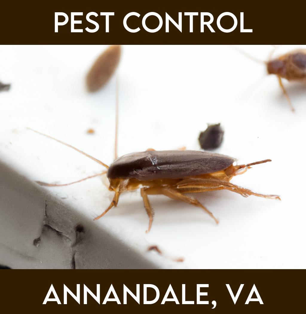 pest control in Annandale Virginia