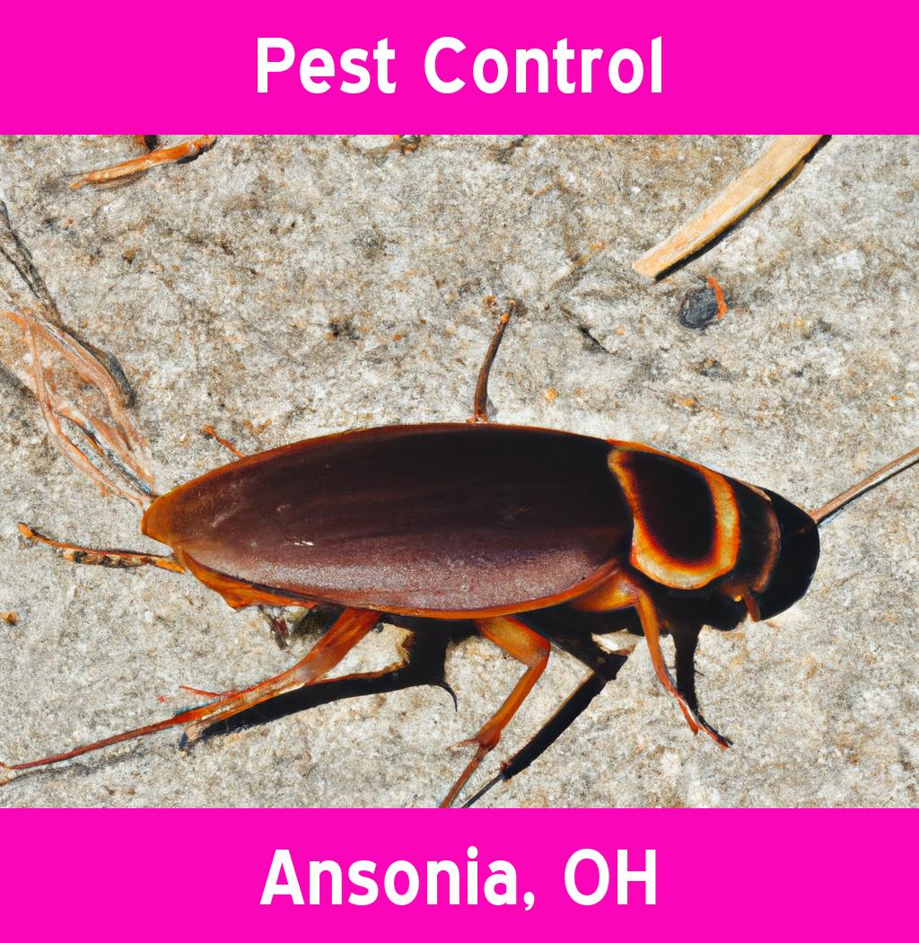 pest control in Ansonia Ohio