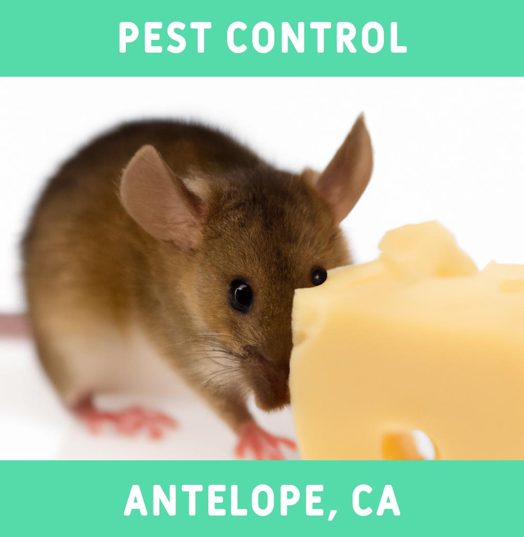 pest control in Antelope California