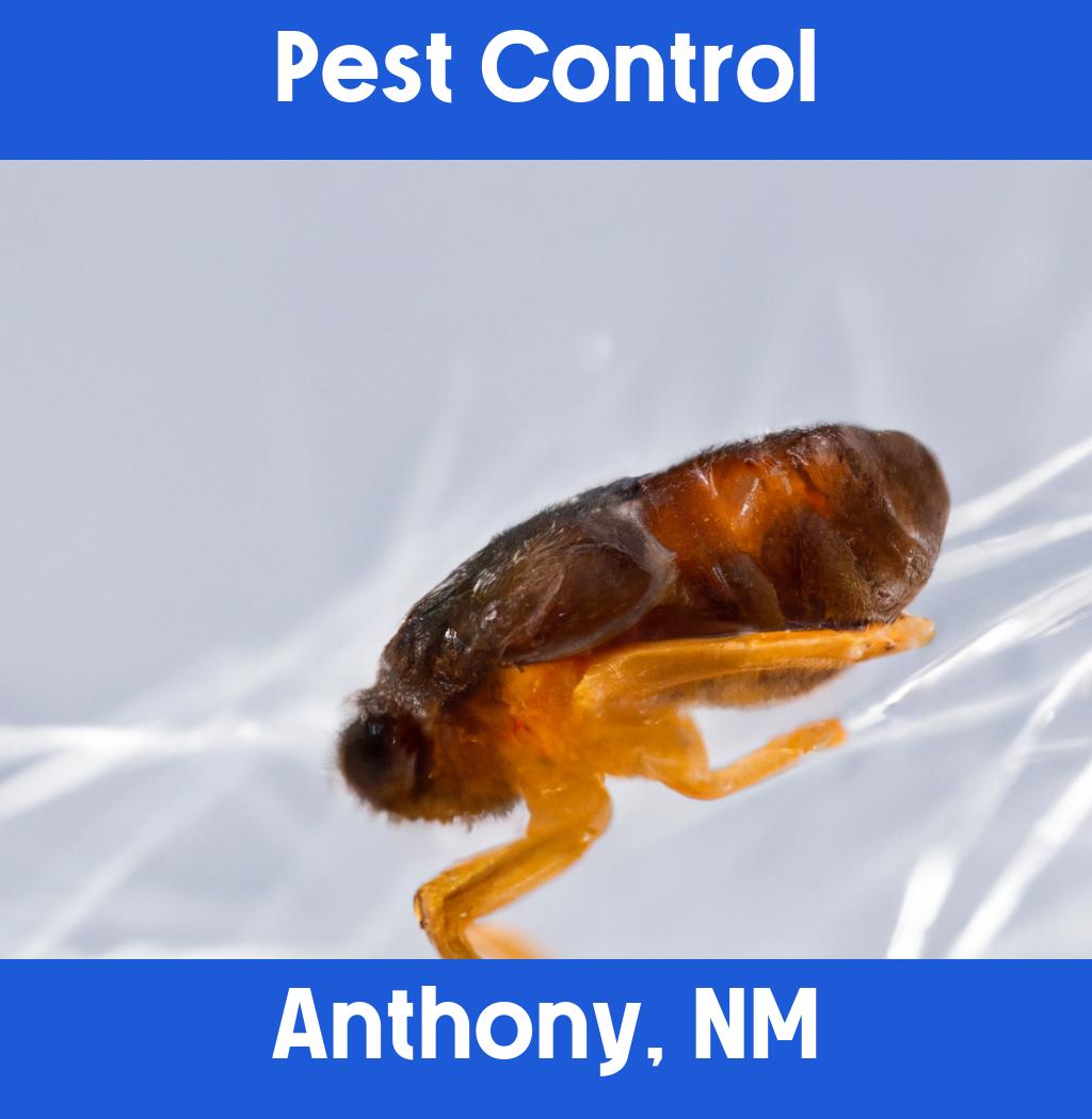 pest control in Anthony New Mexico