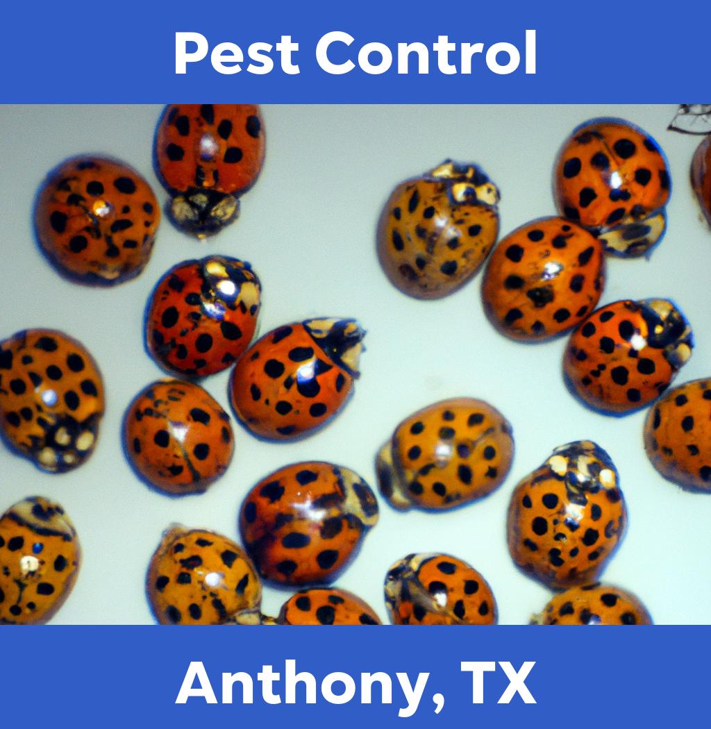 pest control in Anthony Texas