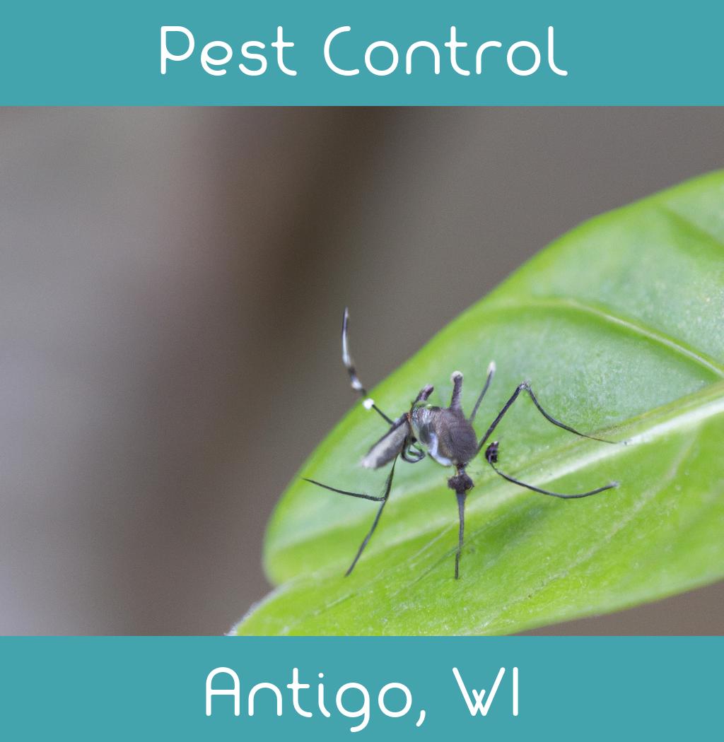pest control in Antigo Wisconsin