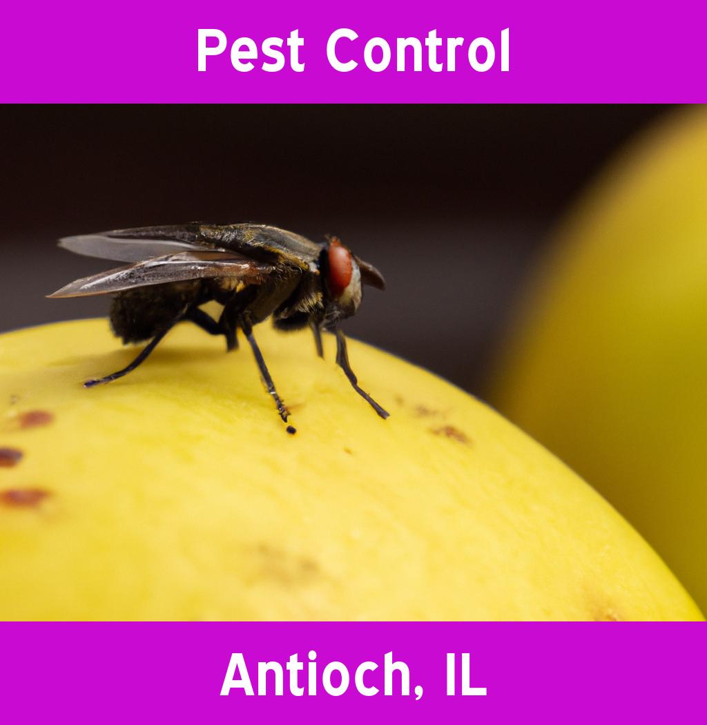 pest control in Antioch Illinois