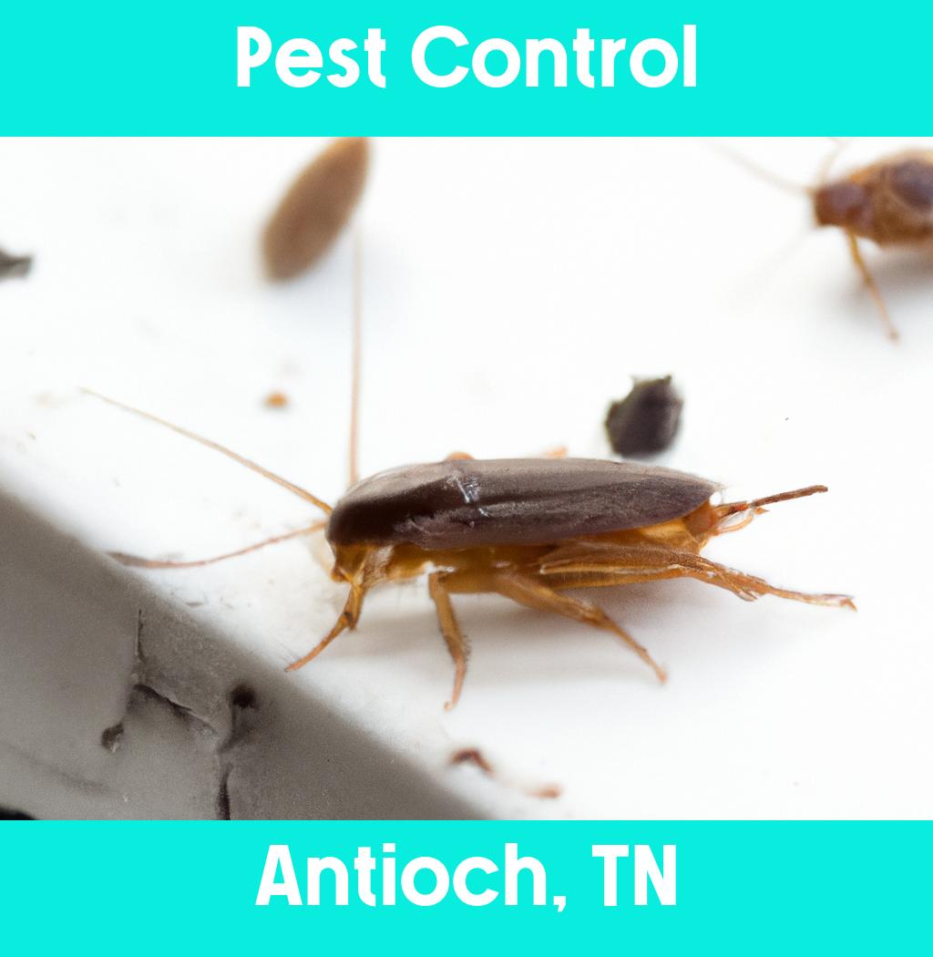 pest control in Antioch Tennessee