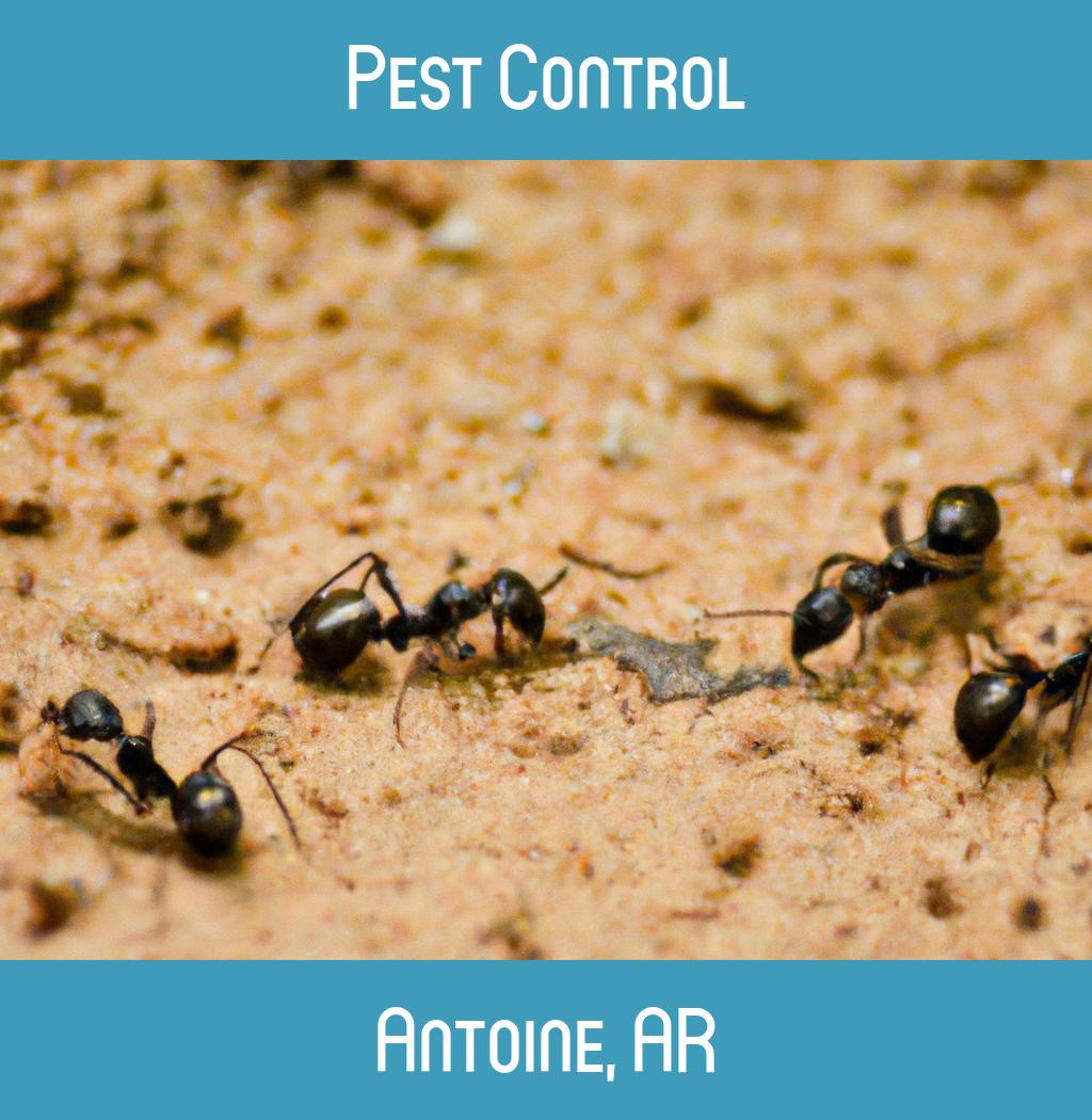 pest control in Antoine Arkansas