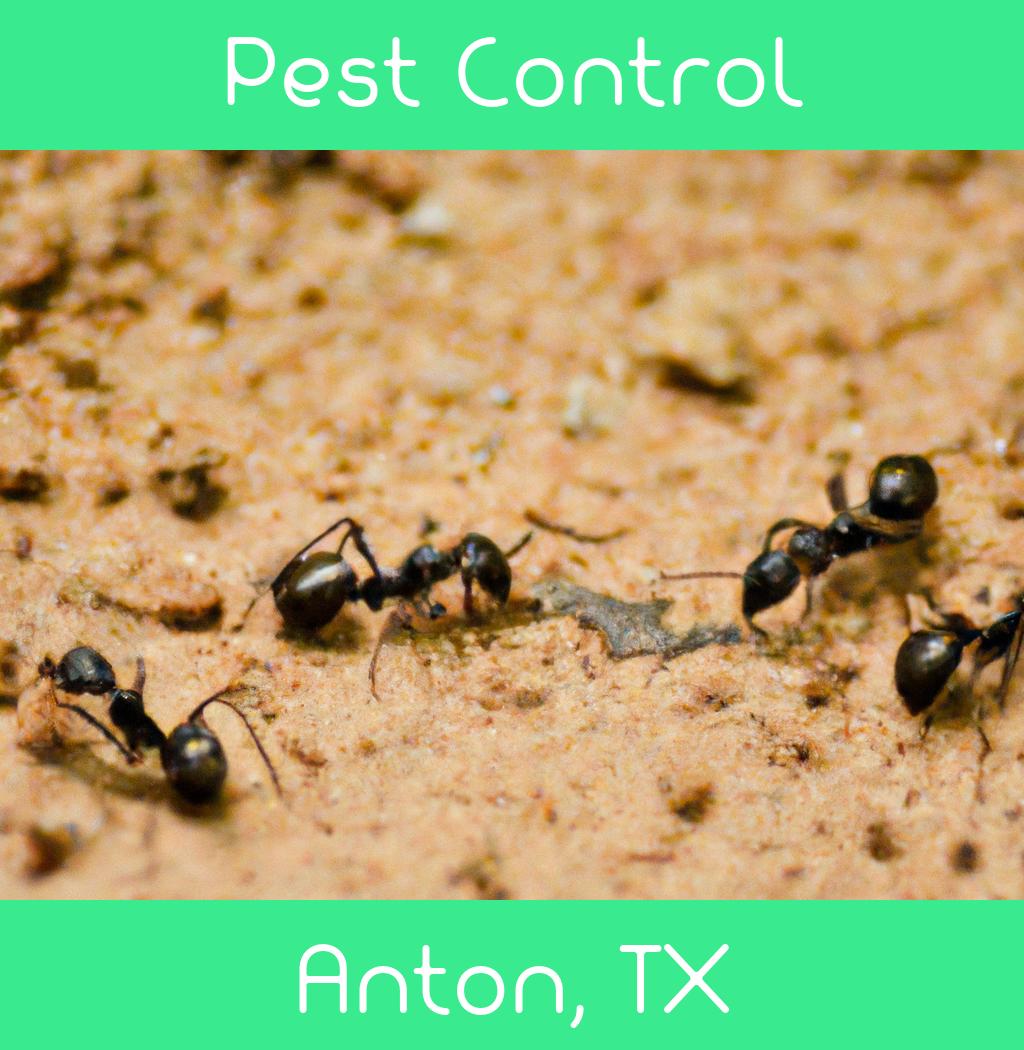 pest control in Anton Texas