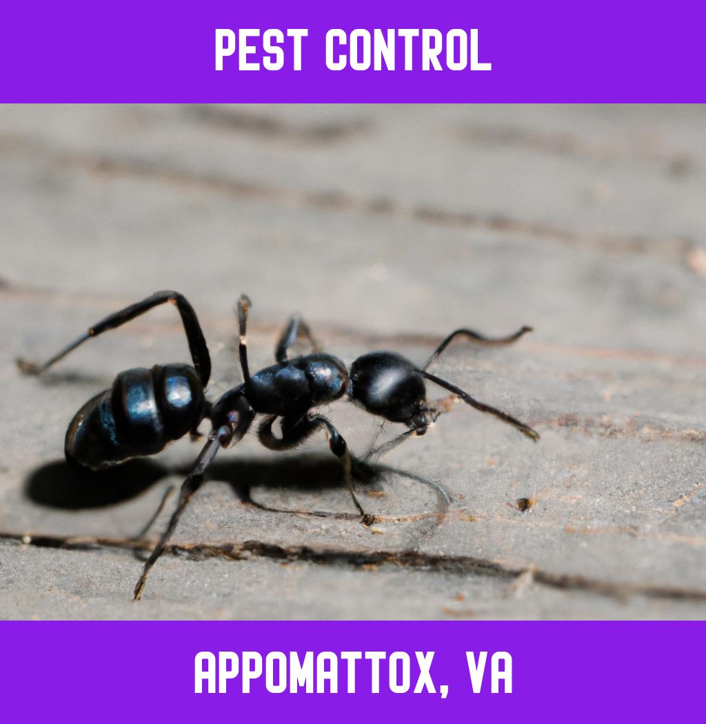 pest control in Appomattox Virginia