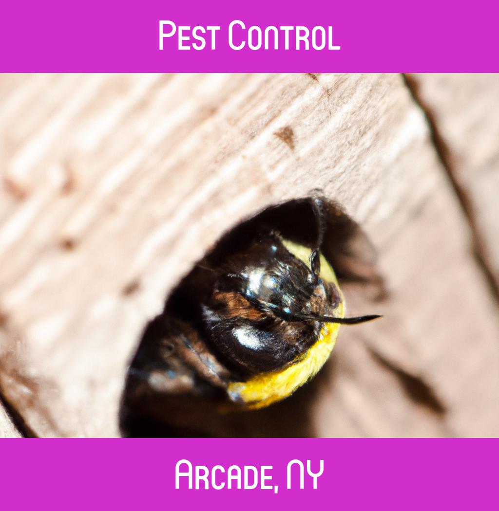 pest control in Arcade New York