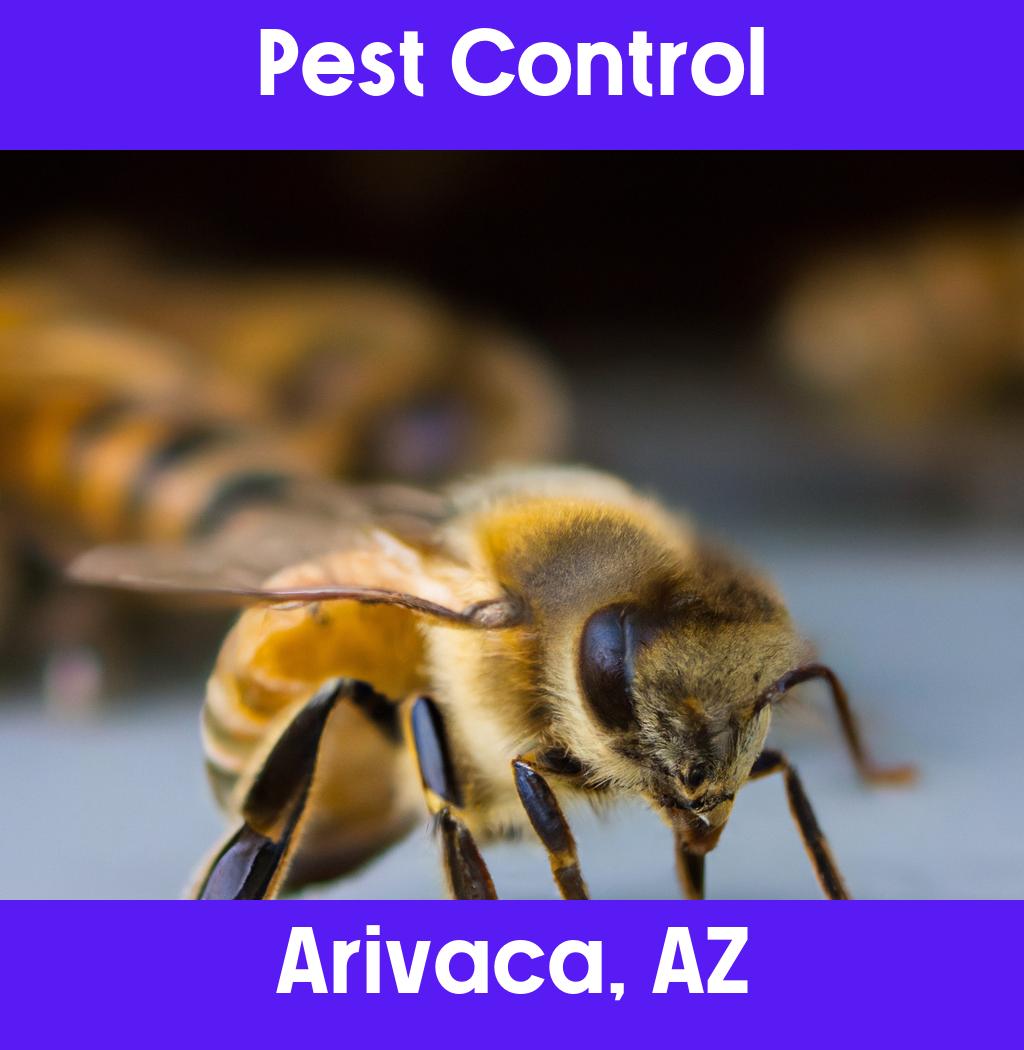 pest control in Arivaca Arizona