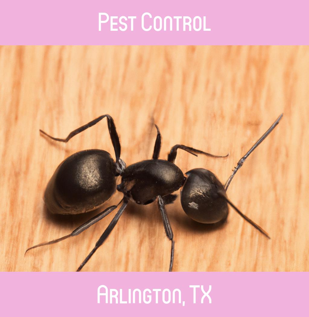 pest control in Arlington Texas