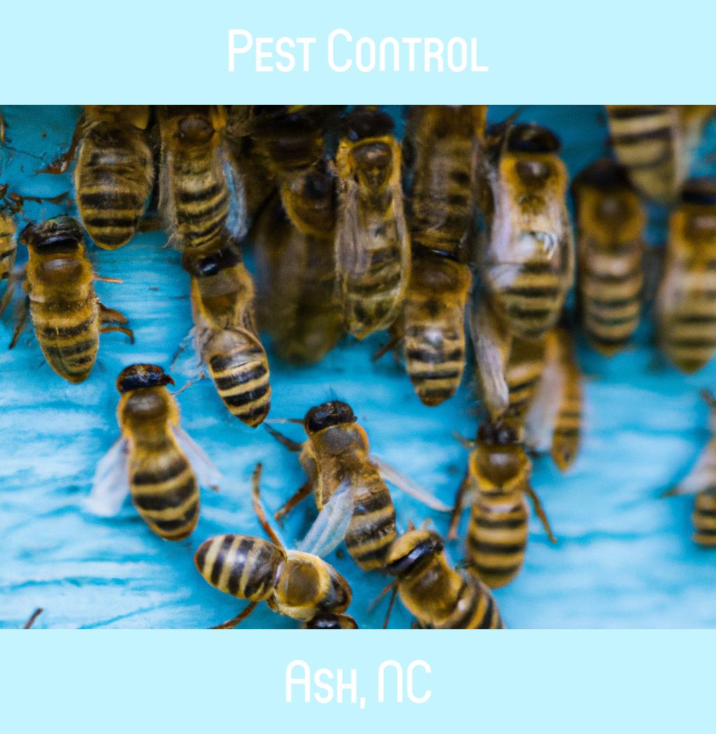 pest control in Ash North Carolina