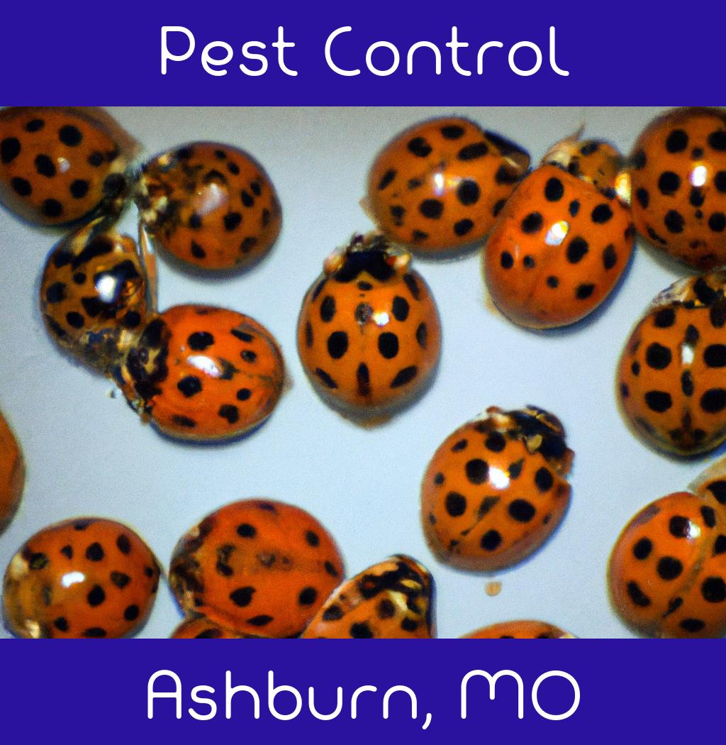 pest control in Ashburn Missouri