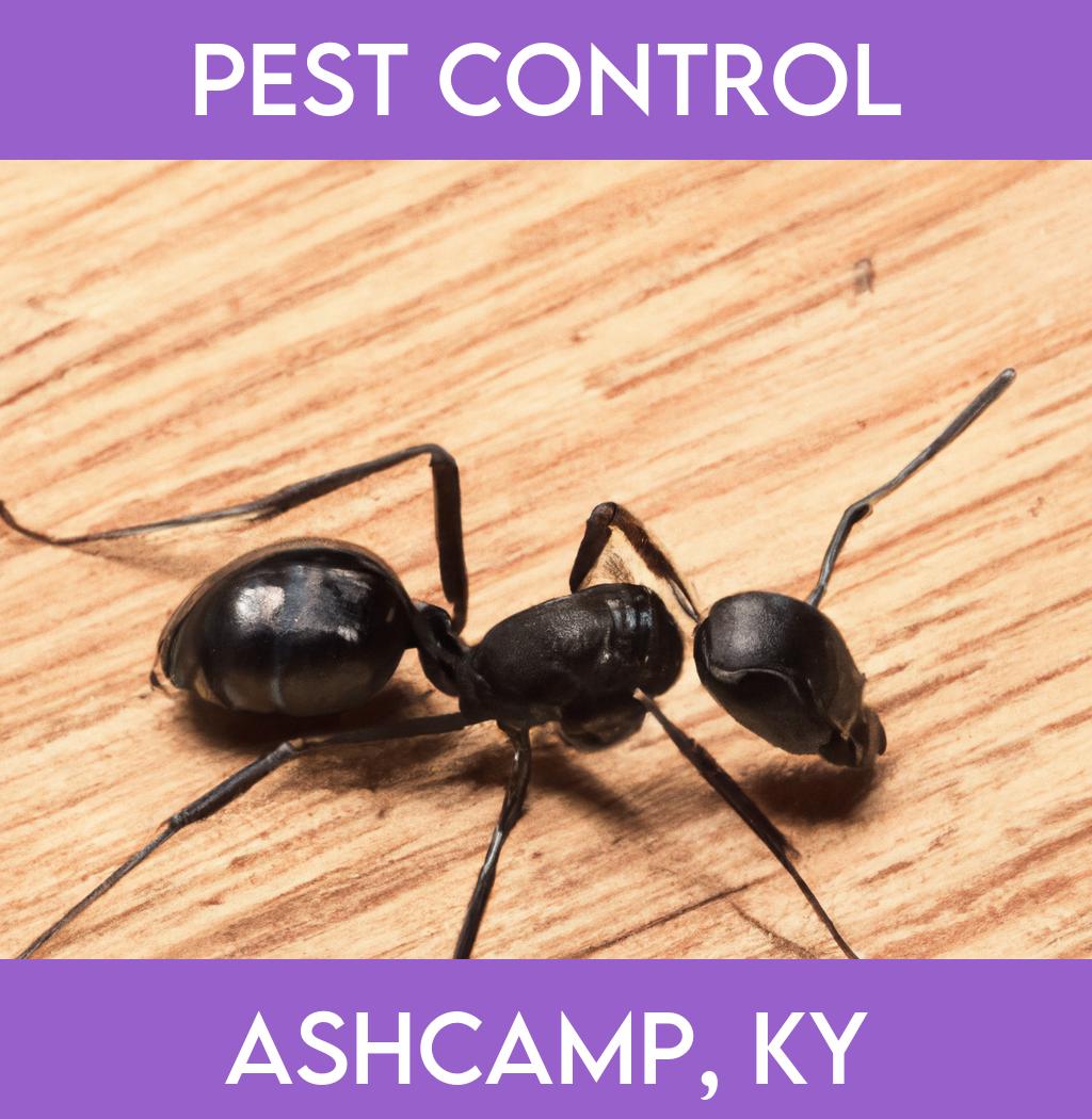 pest control in Ashcamp Kentucky