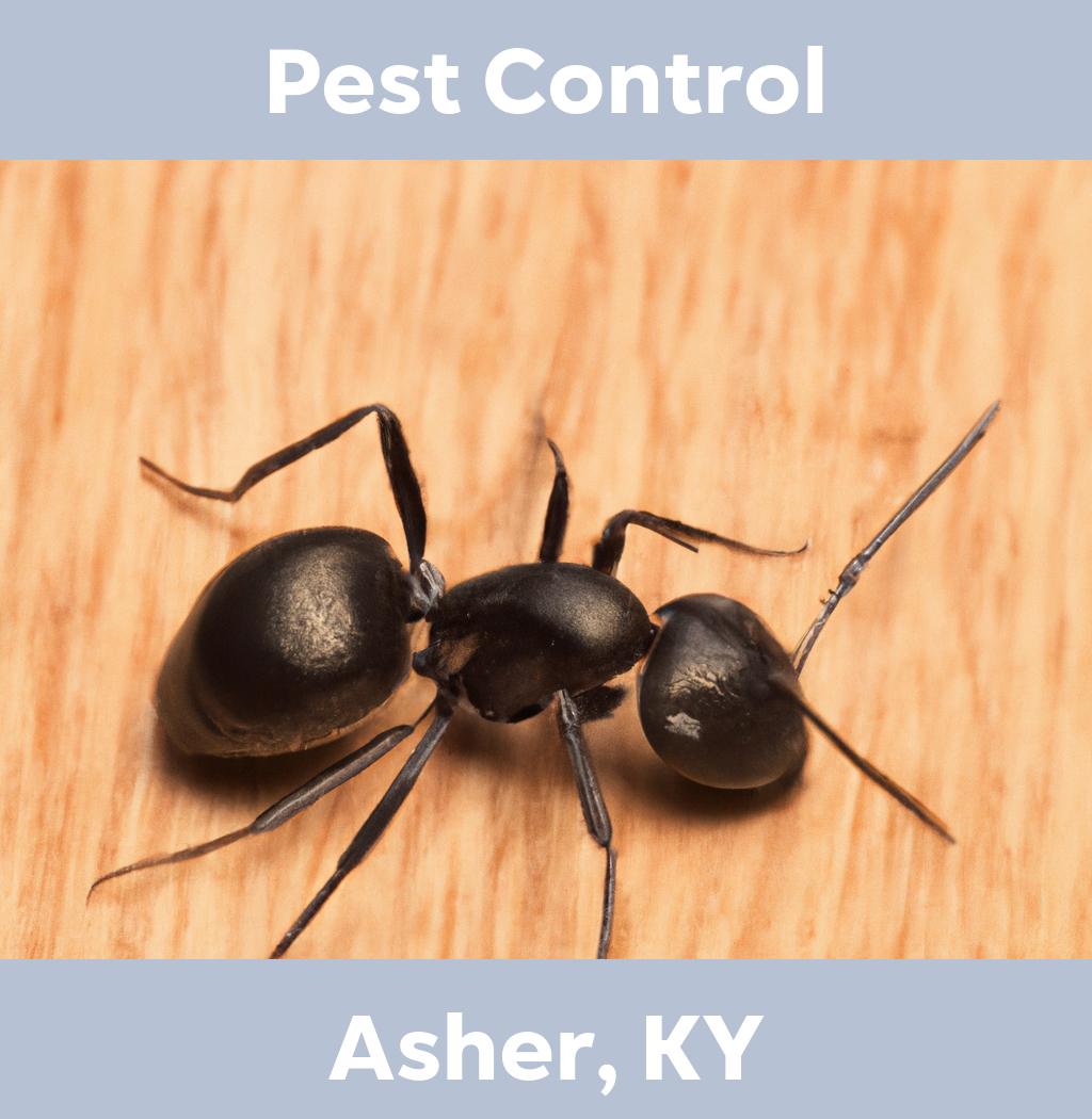 pest control in Asher Kentucky
