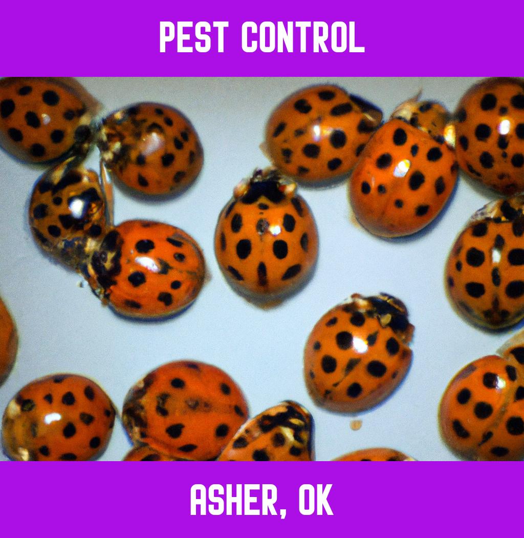 pest control in Asher Oklahoma
