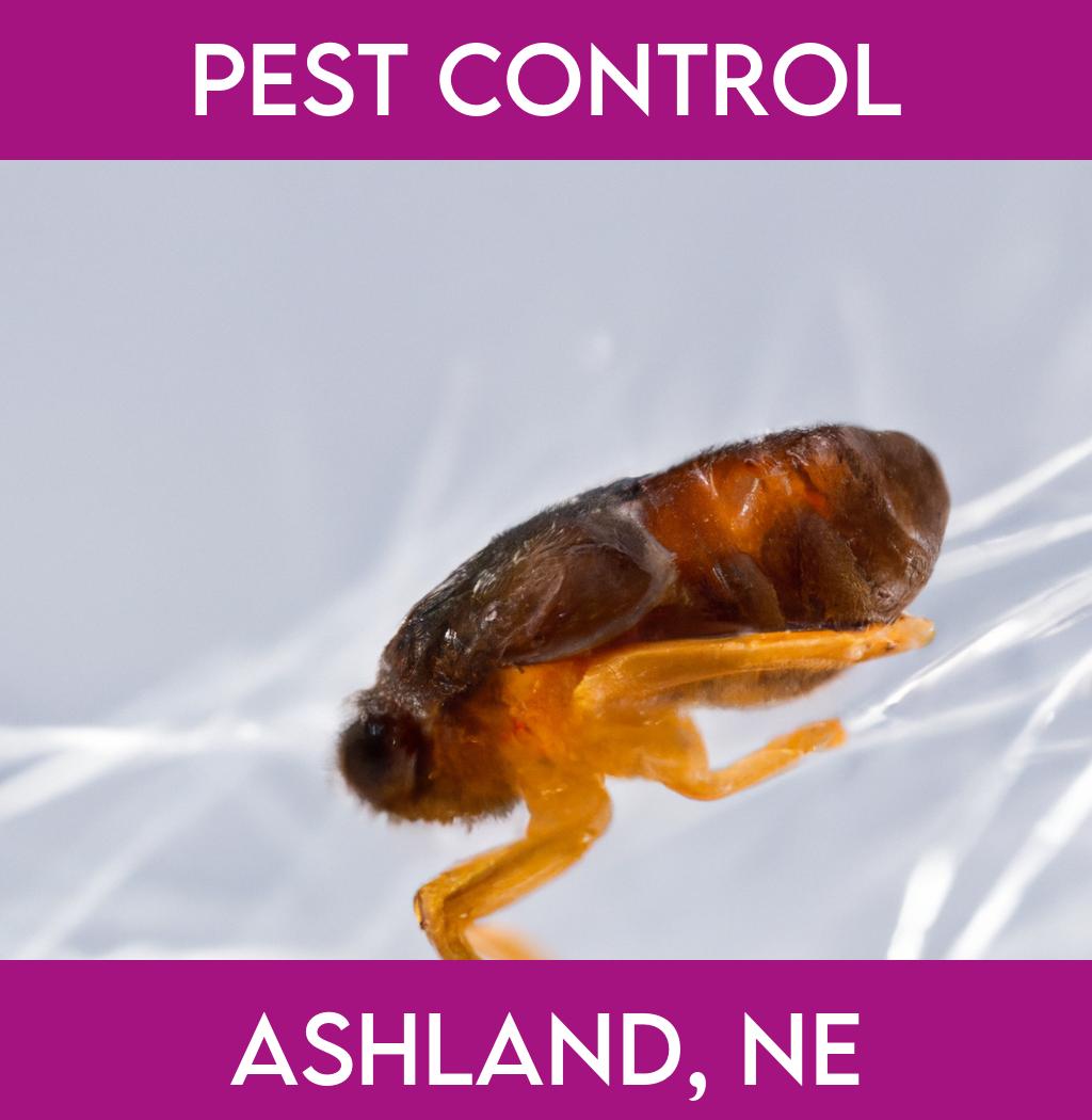 pest control in Ashland Nebraska