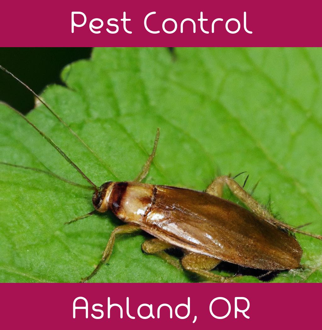 pest control in Ashland Oregon