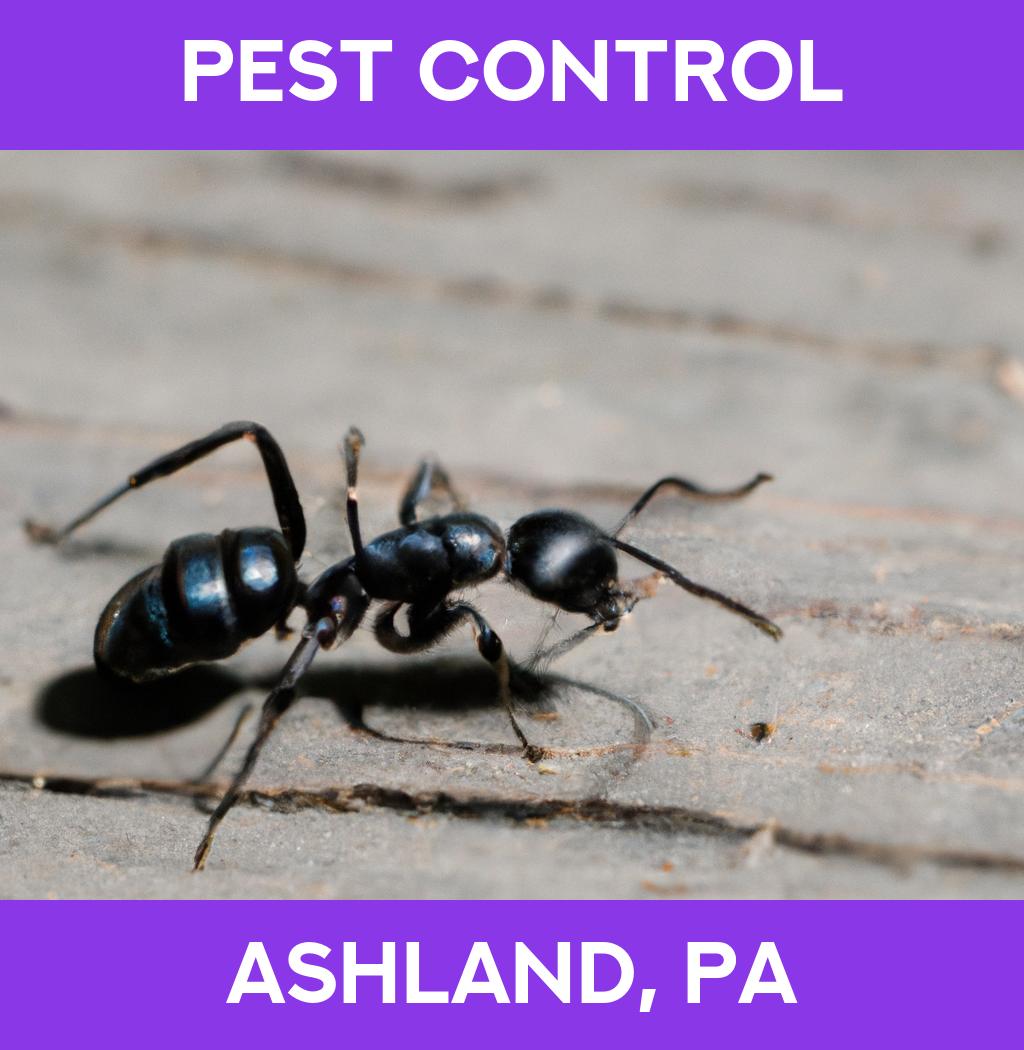pest control in Ashland Pennsylvania
