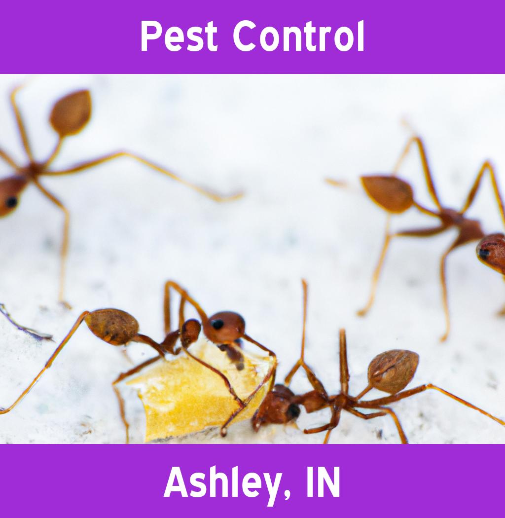 pest control in Ashley Indiana