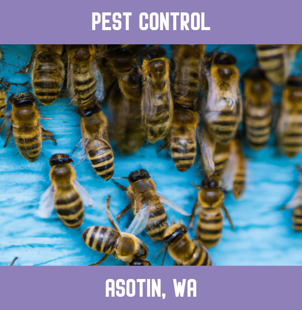 pest control in Asotin Washington