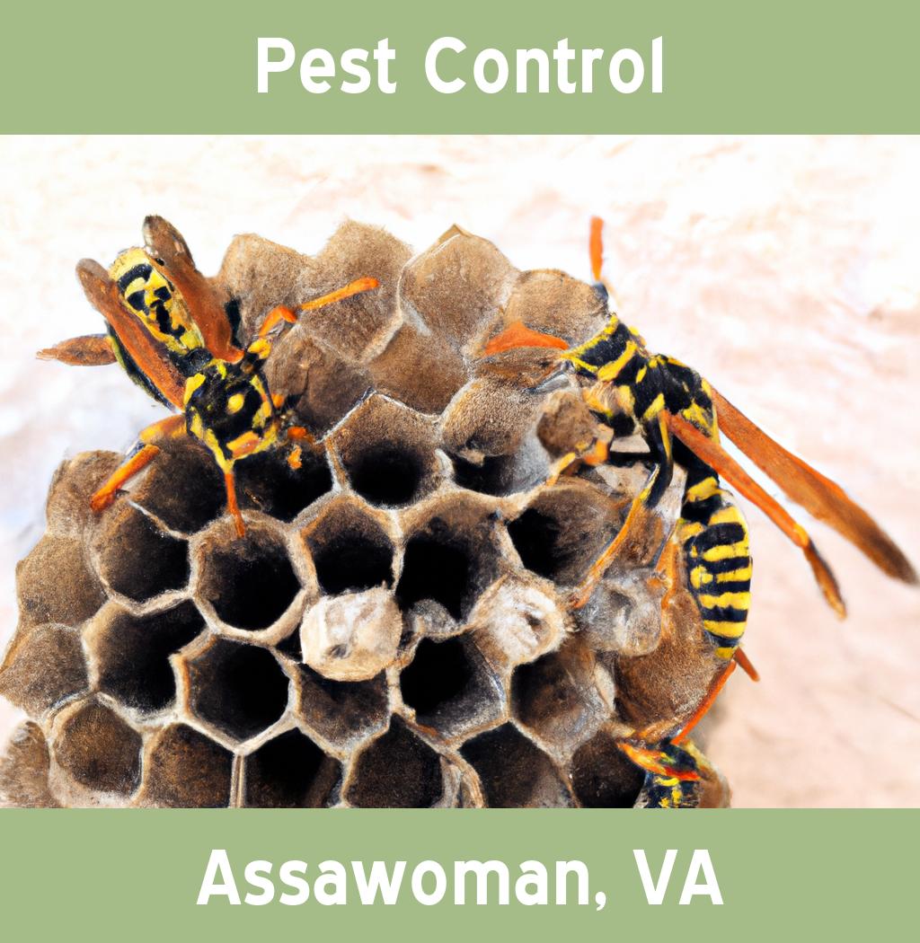 pest control in Assawoman Virginia