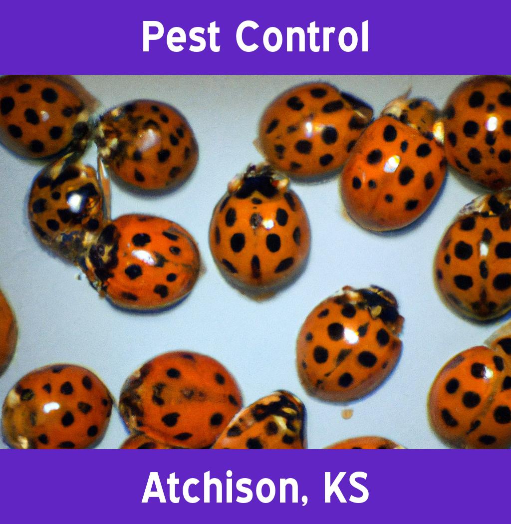 pest control in Atchison Kansas