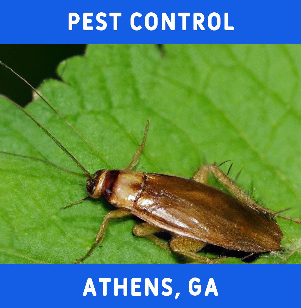 pest control in Athens Georgia
