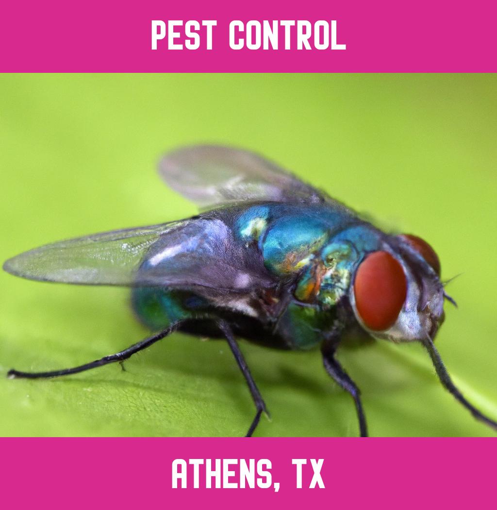 pest control in Athens Texas