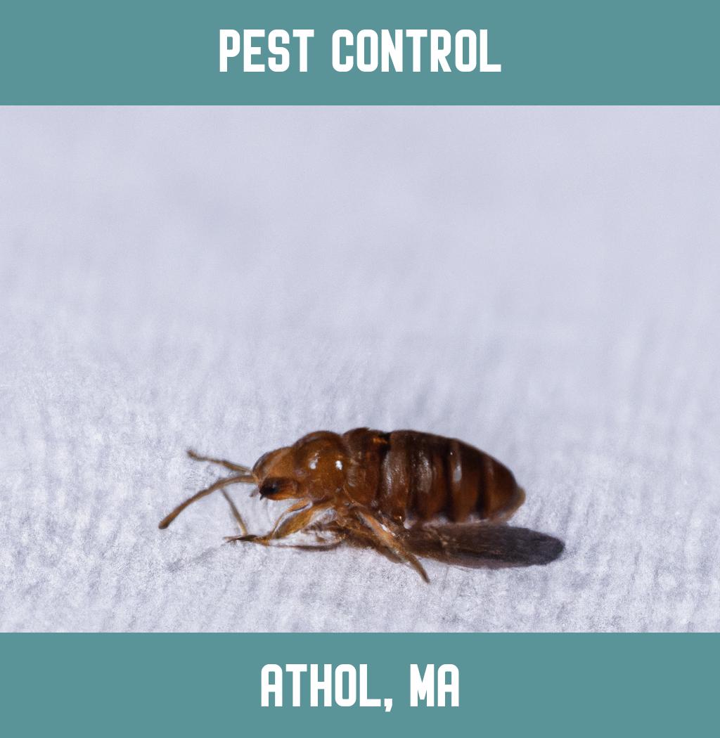pest control in Athol Massachusetts