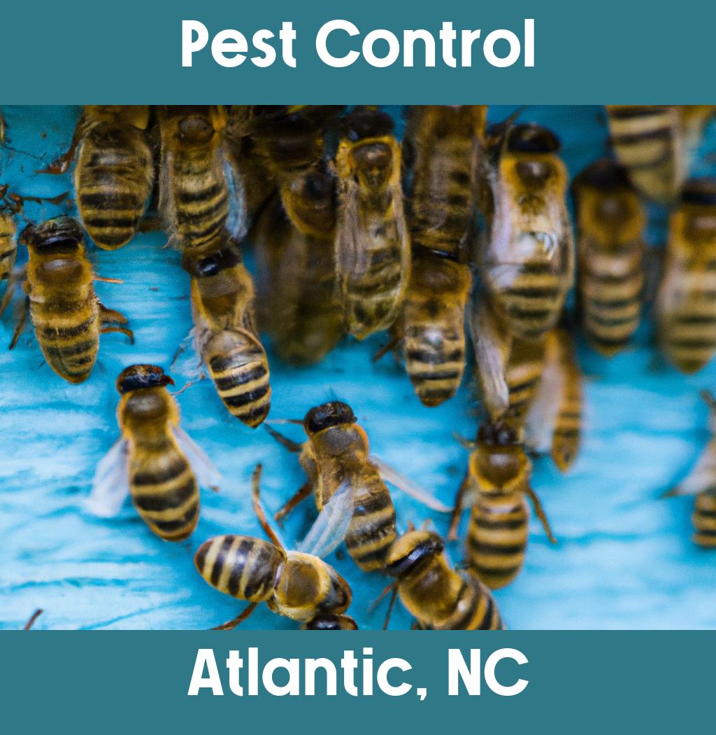 pest control in Atlantic North Carolina