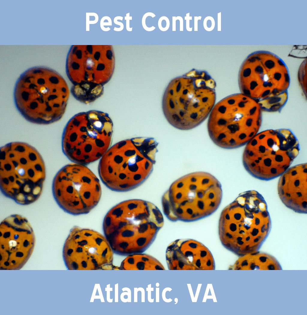pest control in Atlantic Virginia