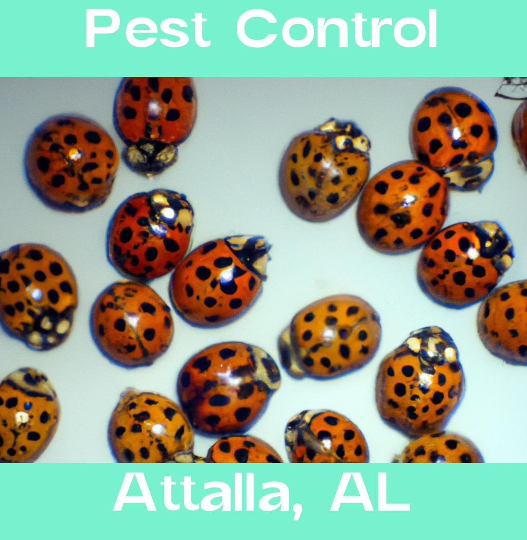 pest control in Attalla Alabama