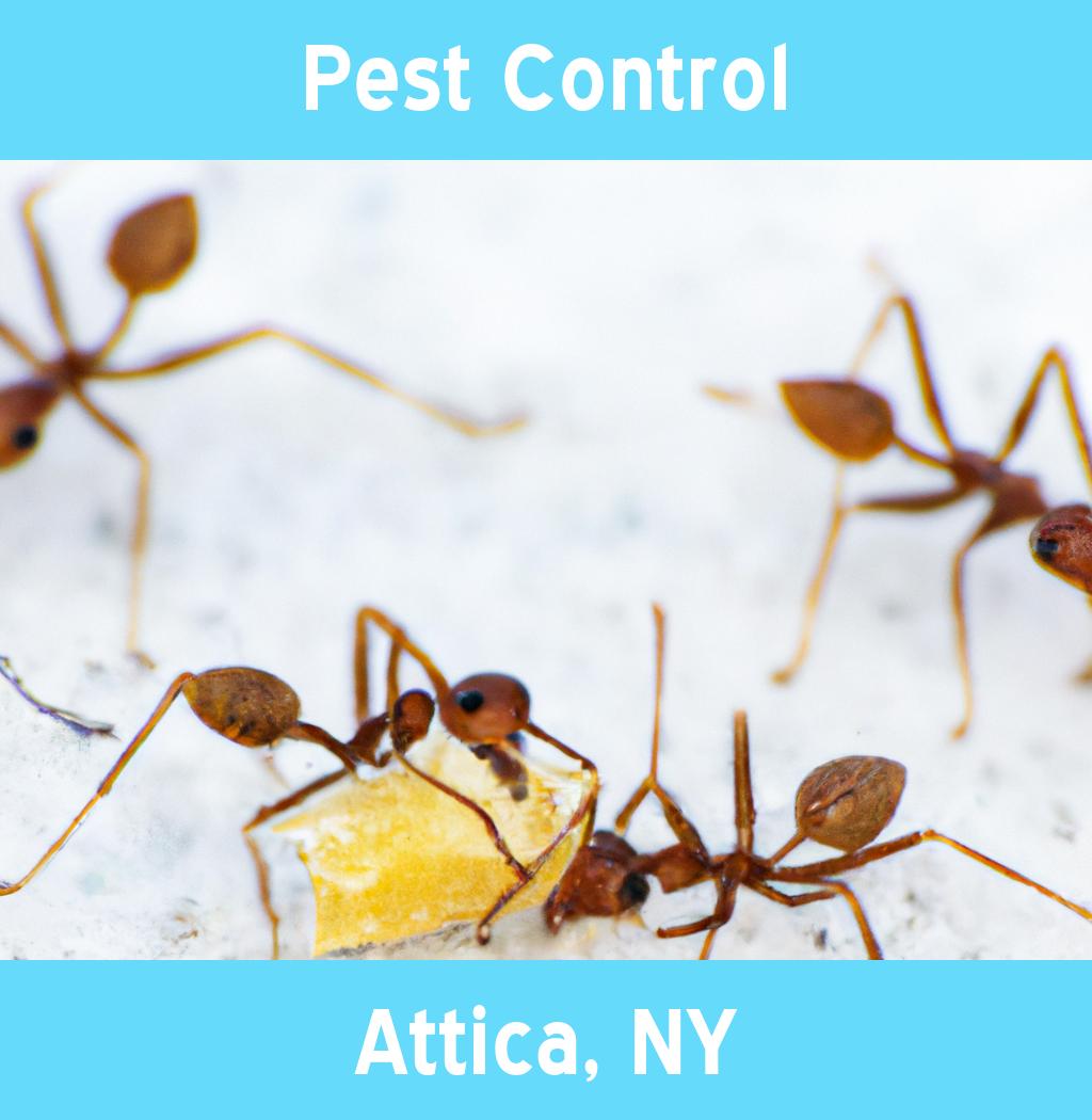 pest control in Attica New York