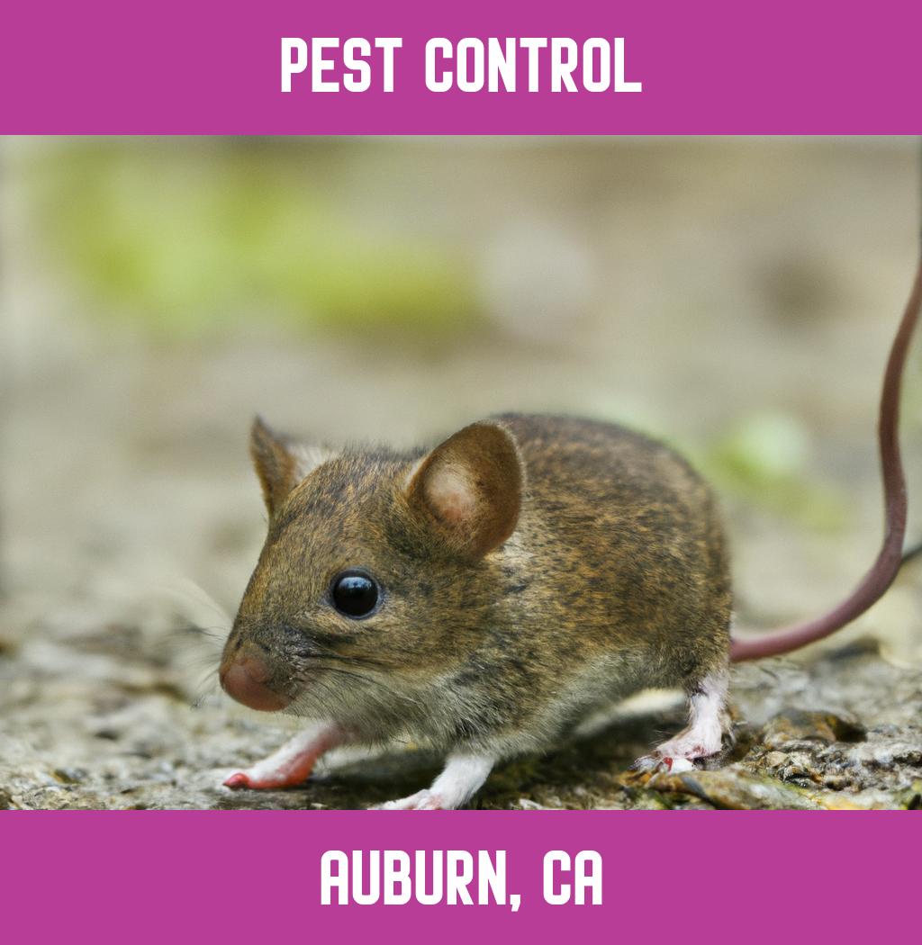pest control in Auburn California