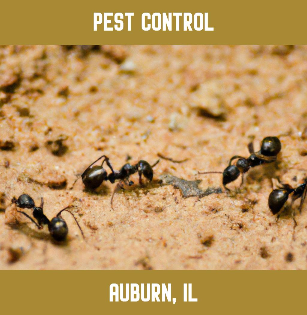 pest control in Auburn Illinois