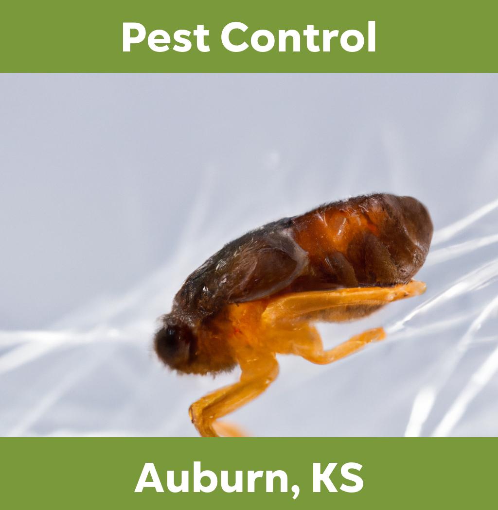 pest control in Auburn Kansas