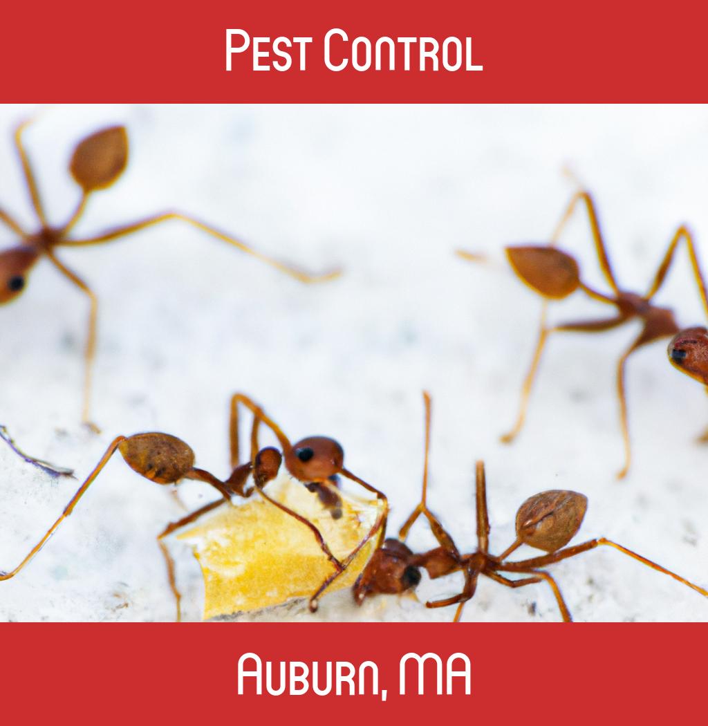 pest control in Auburn Massachusetts