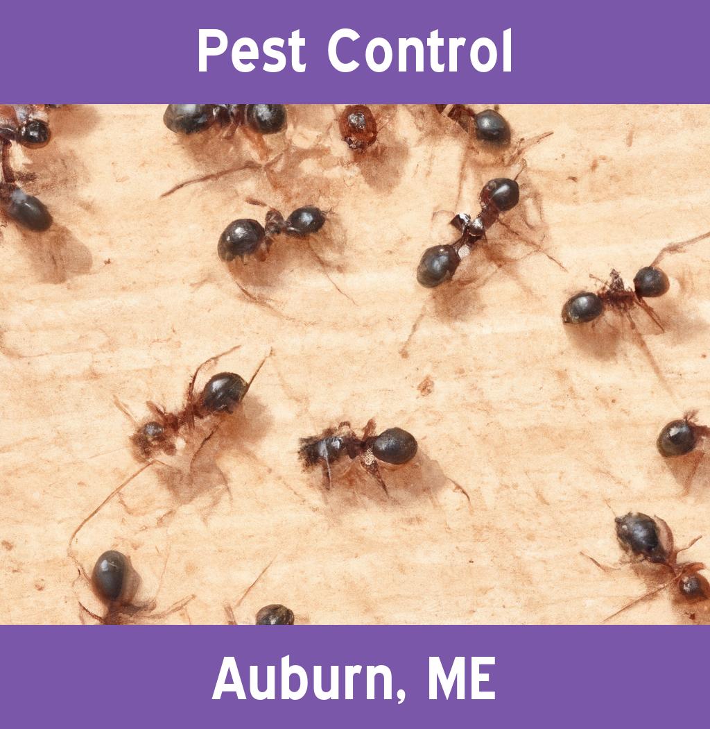 pest control in Auburn Maine