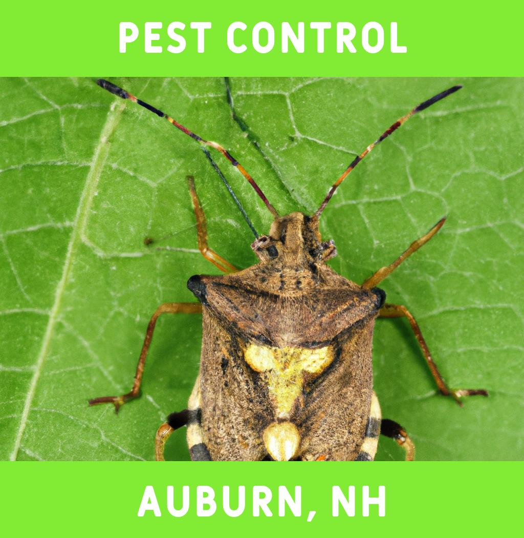 pest control in Auburn New Hampshire