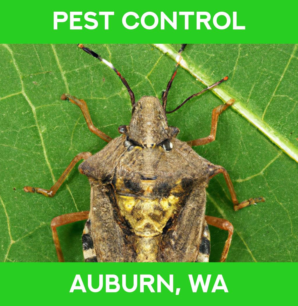pest control in Auburn Washington